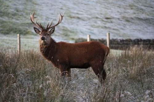 Stag Scottish Highlands