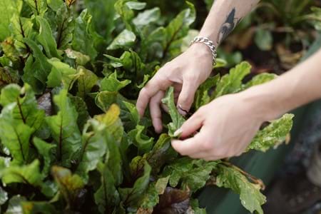 Close-up of hands harvesting fresh green leafy vegetables, likely beet greens, with red-veined leaves glistening with water droplets